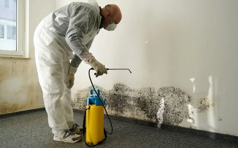 Mold Remediation in Dale, TX